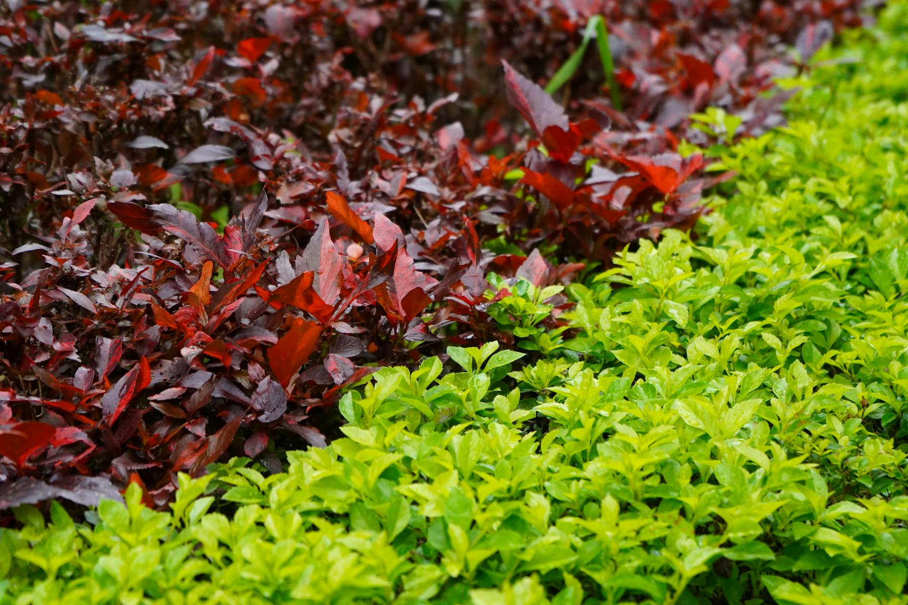 GartenForm